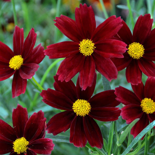 Evergreen Nursery, Wholesale Perennials, Atlanta, Athens, Northeast GA