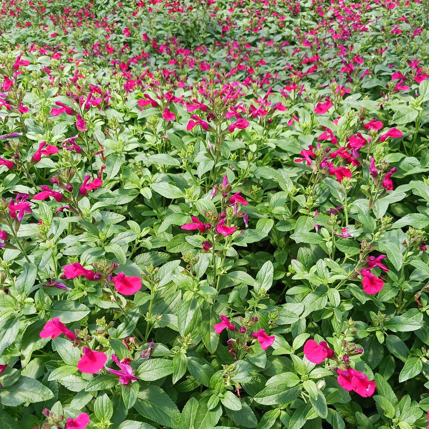 Salvia greggii Mirage(R)'Cherry Red' PP28527 - Qt.