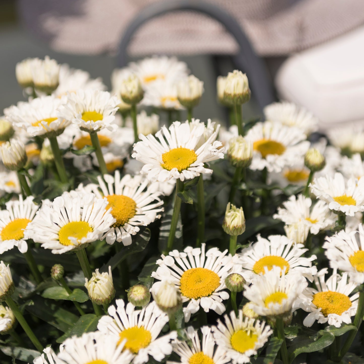 Leucanthemum Sweet Daisy(TM) Series 'Sofie' PP31536 Shasta Daisy  - Qt.