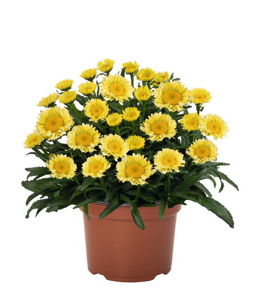 Leucanthemum Sweet Daisy(TM) Series 'Izabel' PP35538 Shasta Daisy  - Qt.