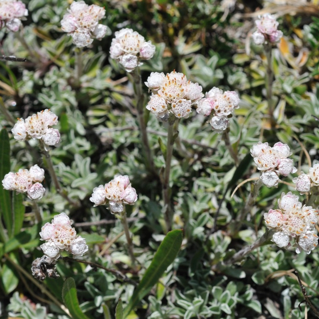 Antennaria carpatica White Pussytoes - 4.5"