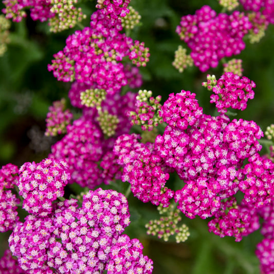 Achillea Firefly Collection 'Firefly Fuchsia' PPAF PW® Yarrow - #1