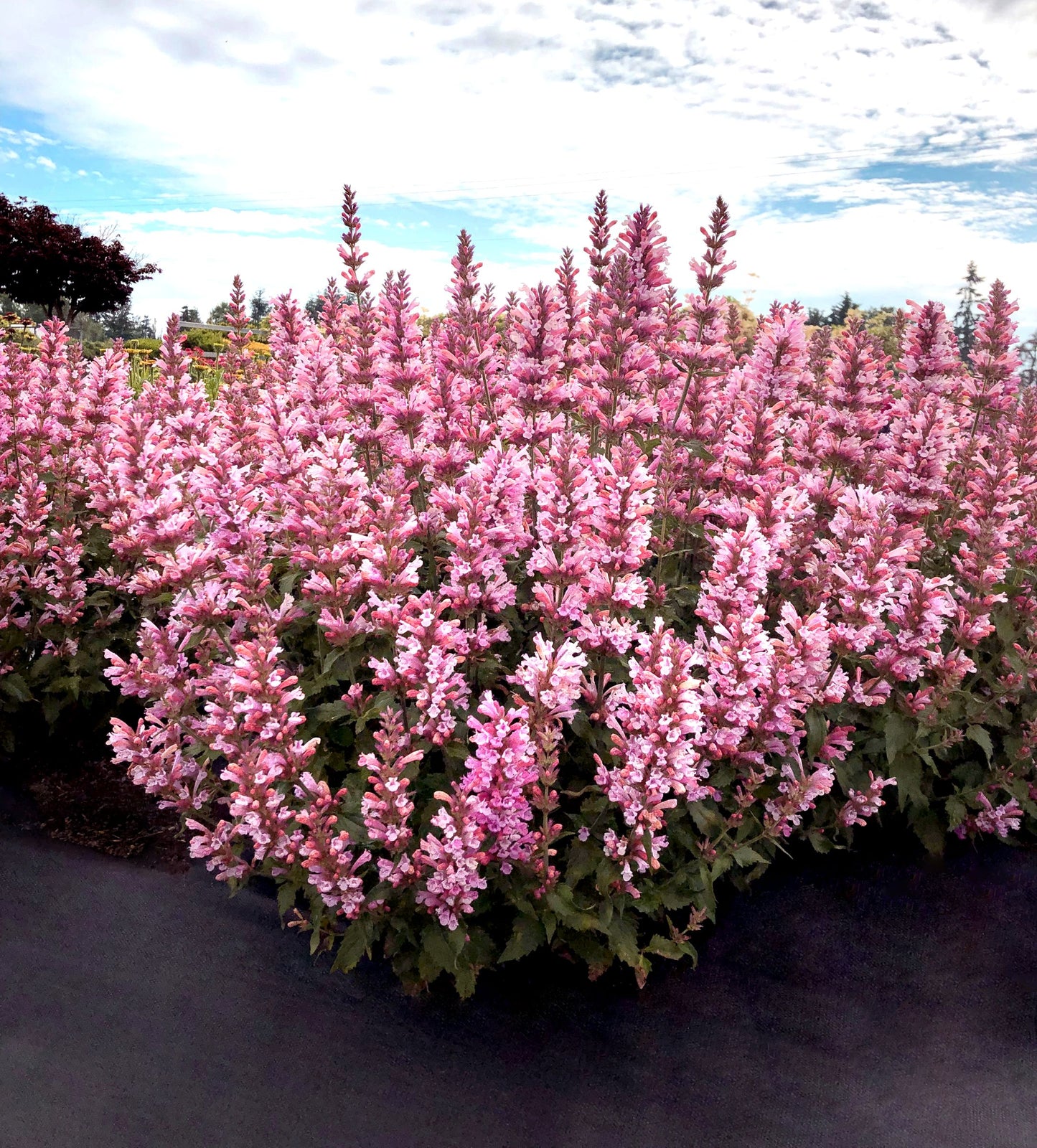 Agastache 'Pink Pearl'  Hyssop - #1