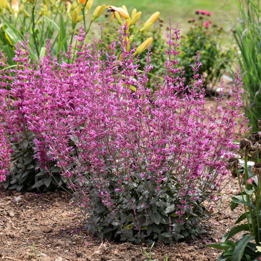 Agastache Meant to Bee® 'Royal Raspberry' PP34910  PW® - #1