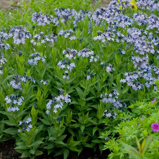 Amsonia tabernaemontana 'Blue Ice' - #1