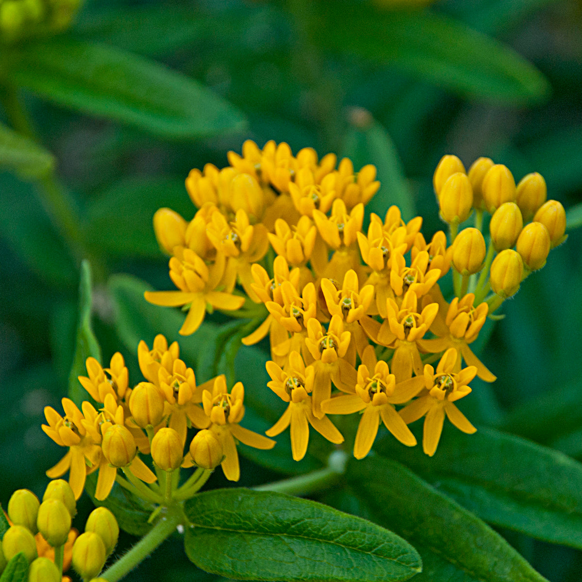 Asclepias tuberosa 'Hello Yellow' - #1