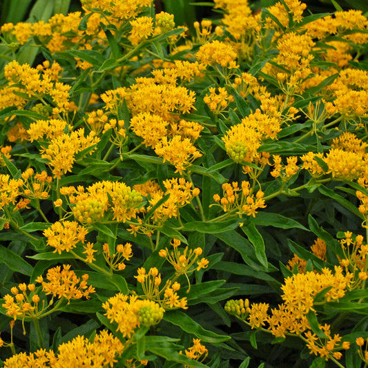 Asclepias tuberosa 'Hello Yellow' - #1