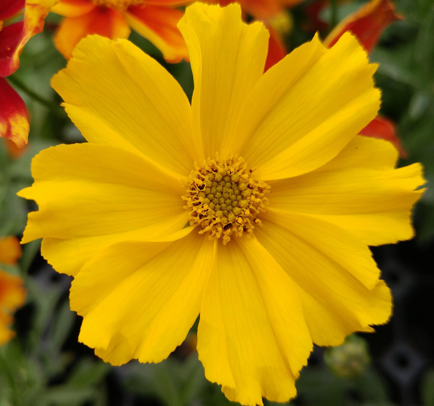 Coreopsis Li'l Bang™ 'Goldilocks' PP32336 - Qt.