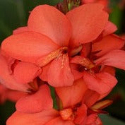Canna Cannova® Red Shades - #1