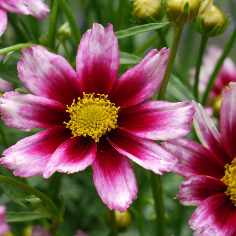 Coreopsis Li'l Bang™ 'Starstruck' PP28006 - Qt.