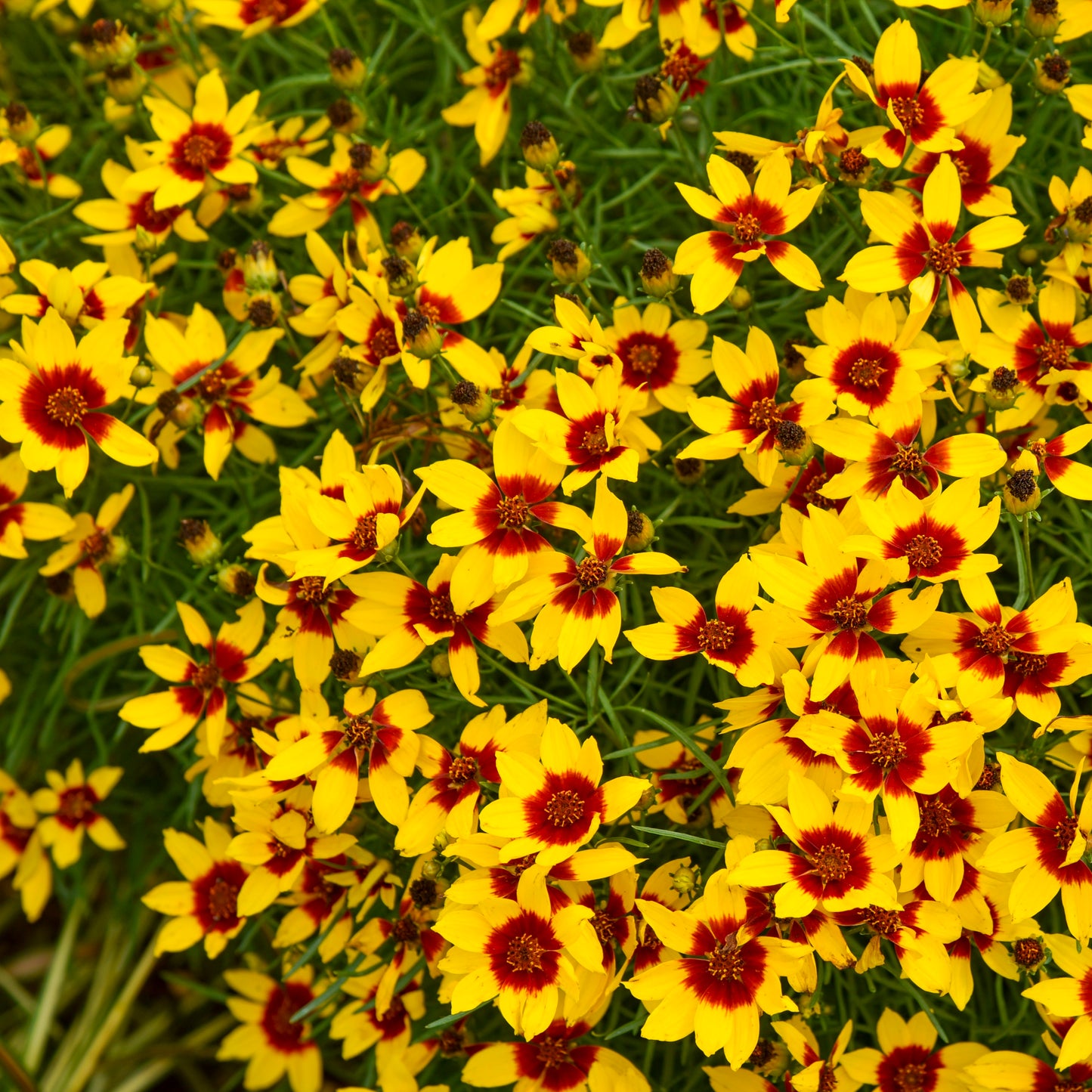 Coreopsis verticillata 'Golden Needles'  PW® - #1