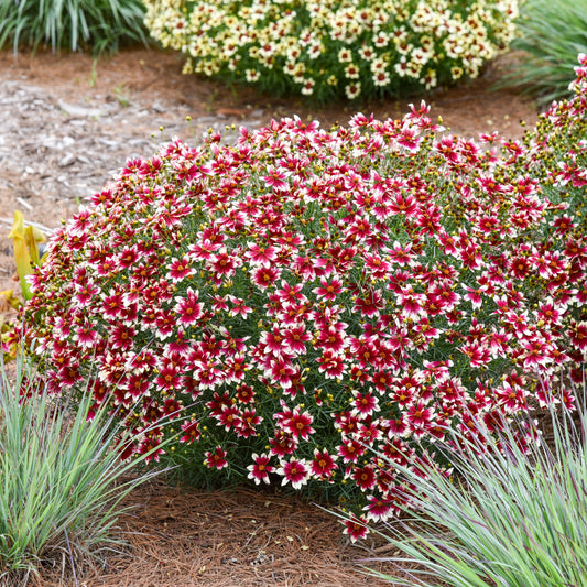 Coreopsis verticillata 'Heartstring' PP36055 PW® - #1