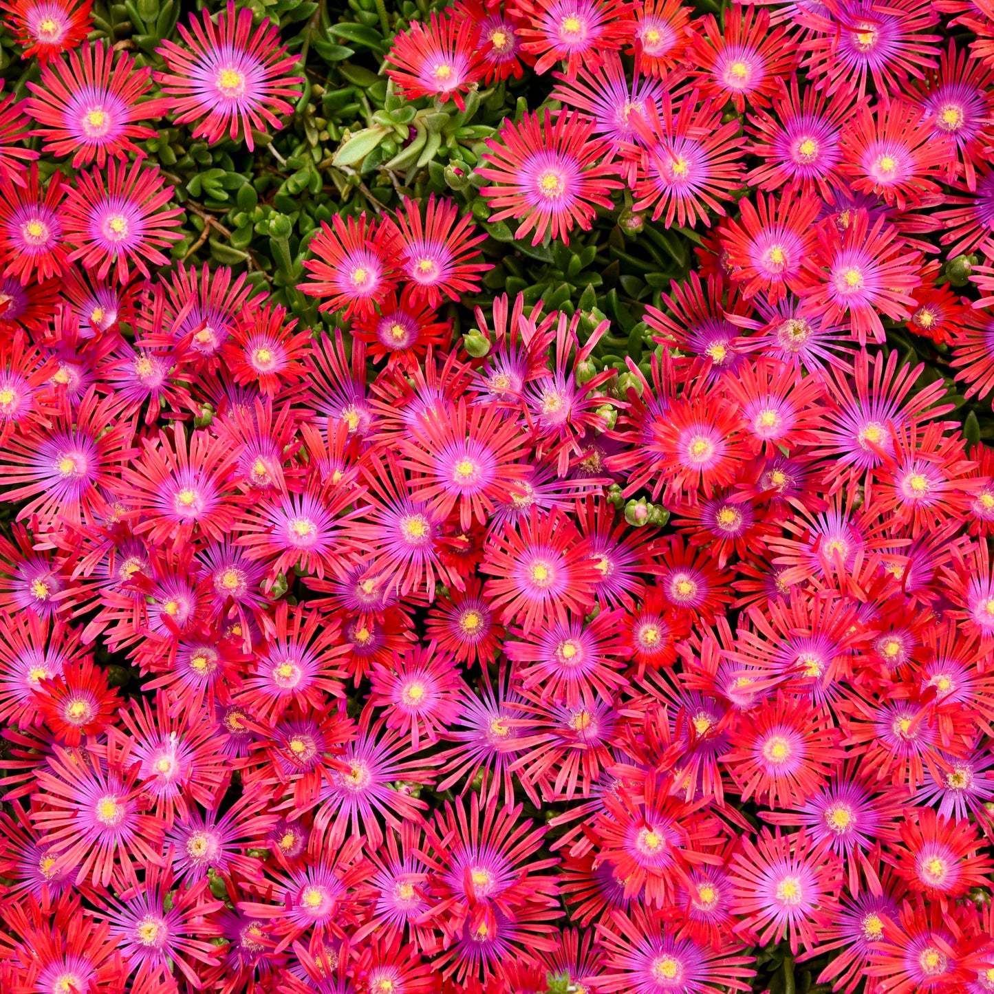Delosperma Flashmob™ 'Action Shot' PPAF - Qt.