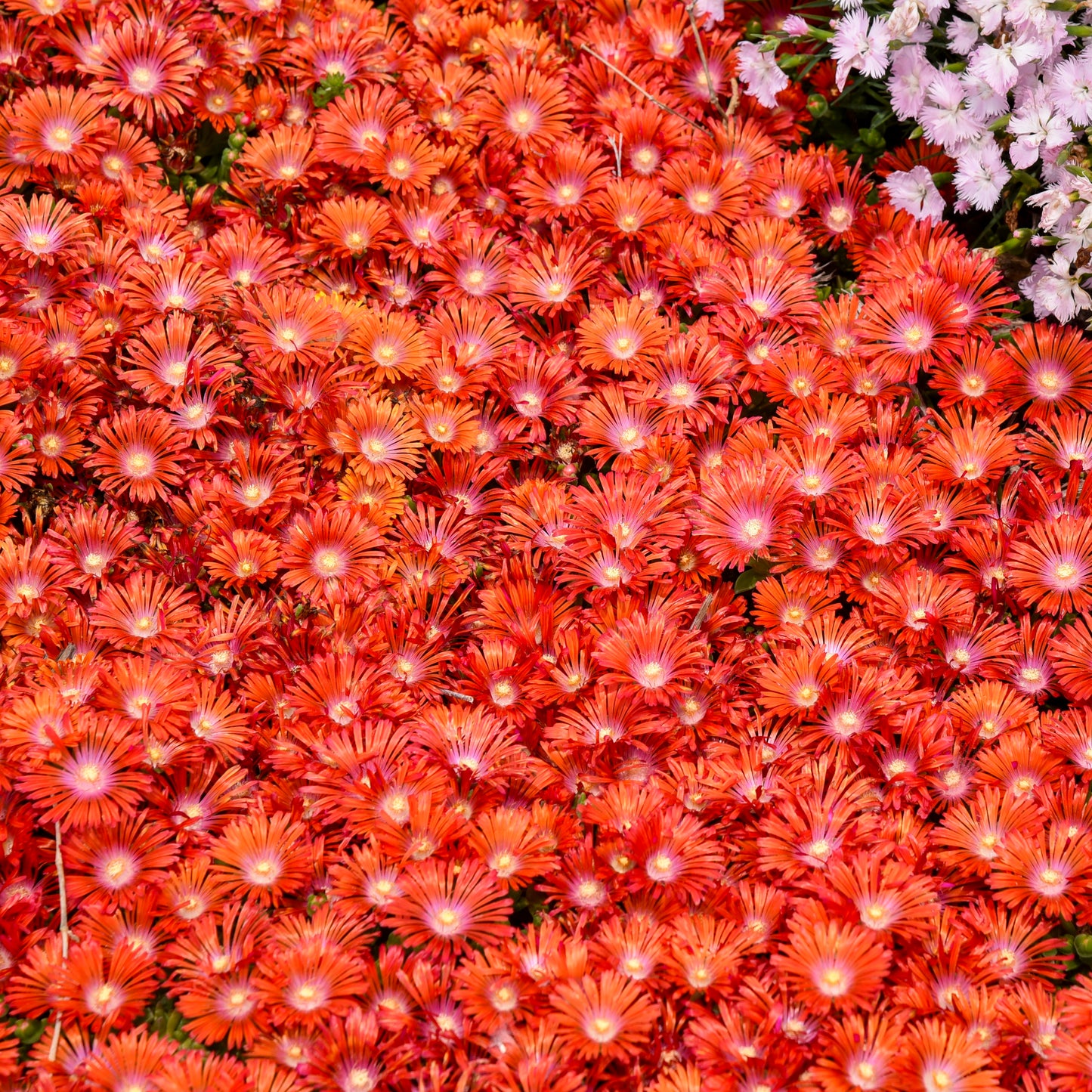 Delosperma Kaleidoscope™ 'Dancing Embers' PPAF PW® - #1