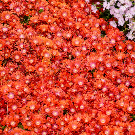 Delosperma Kaleidoscope™ 'Dancing Embers' PPAF PW® - #1