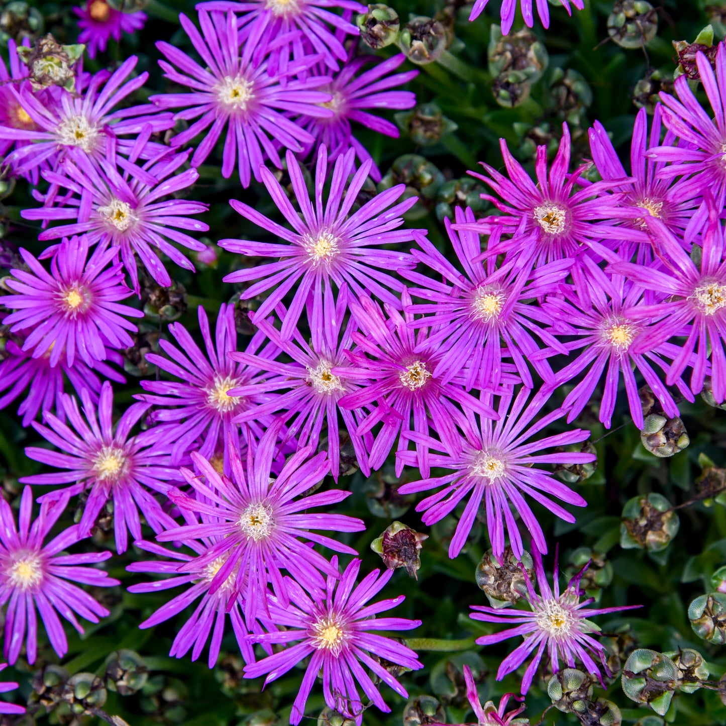 Delosperma Flashmob™ 'Electric Slide' PP37029 - Qt.
