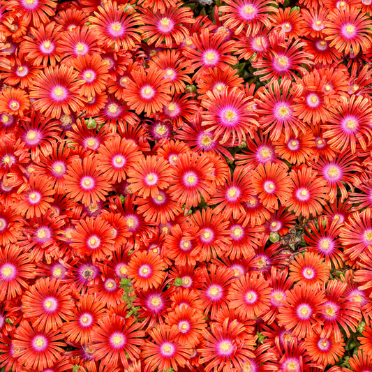 Delosperma Flashmob™ 'Macarena' PPAF - Qt.