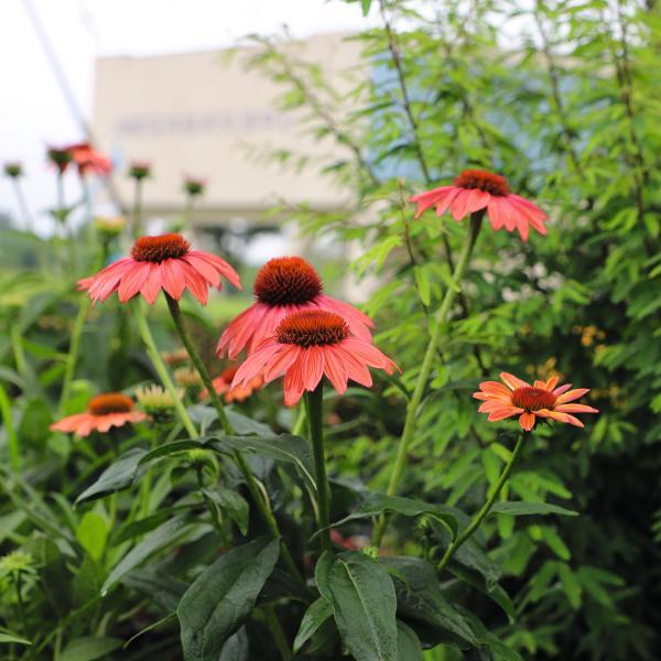 Echinacea purpurea 'Pollynation Orange Red' Coneflower - #1