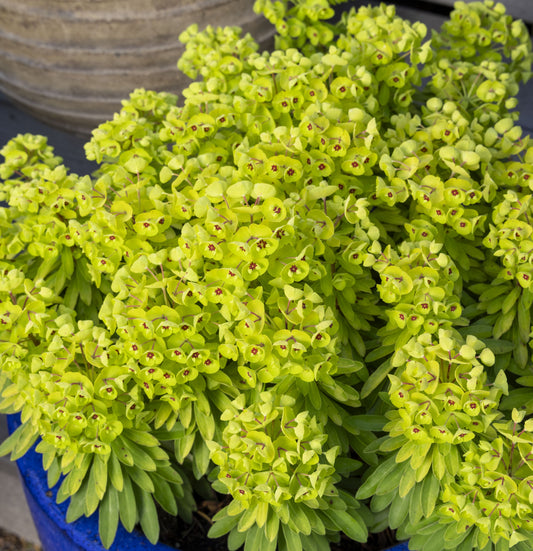 Euphorbia 'Sahara™ Tiny Treasure' - #1