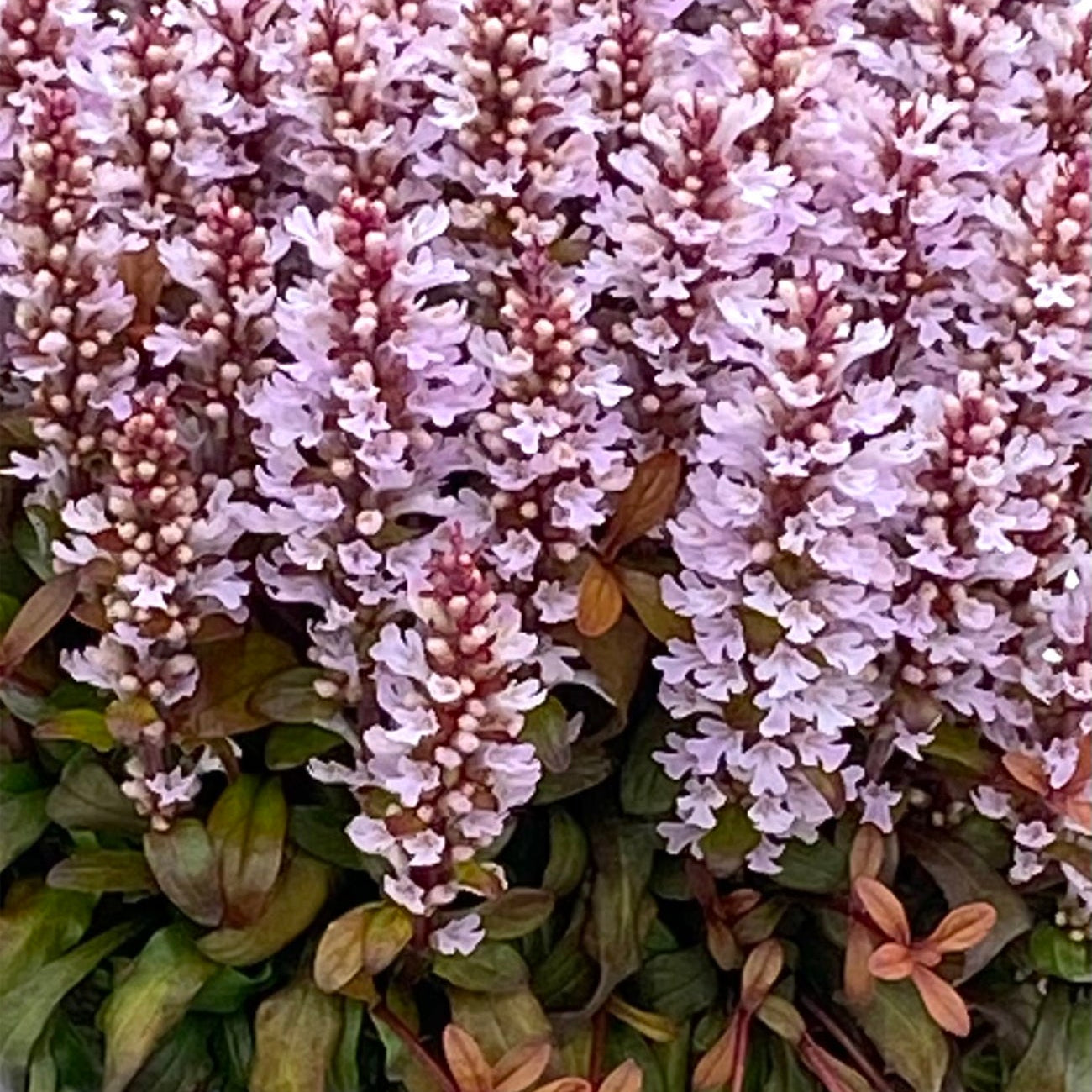 Ajuga Feathered Friends™ 'Rosy Robin' PPAF - Qt.