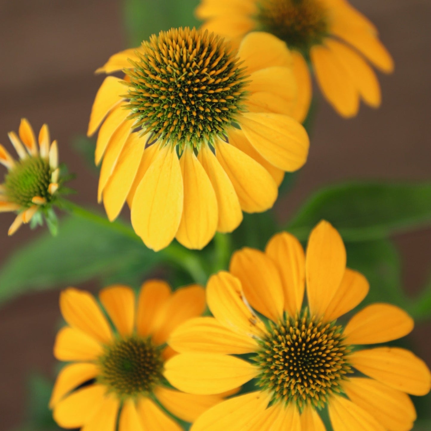 Echinacea purpurea 'Pollynation Yellow' - #1