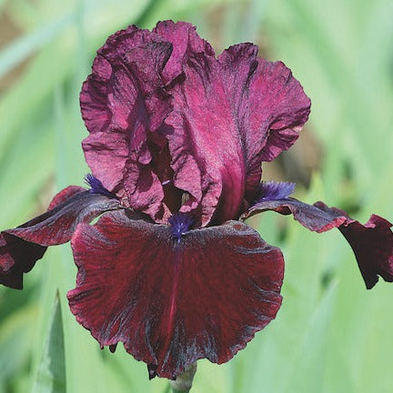 Iris germanica 'Neptune's Wine' - #1
