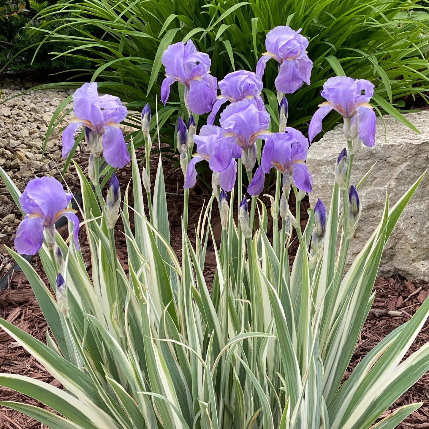 Iris pallida 'Albo Variegata' - #1