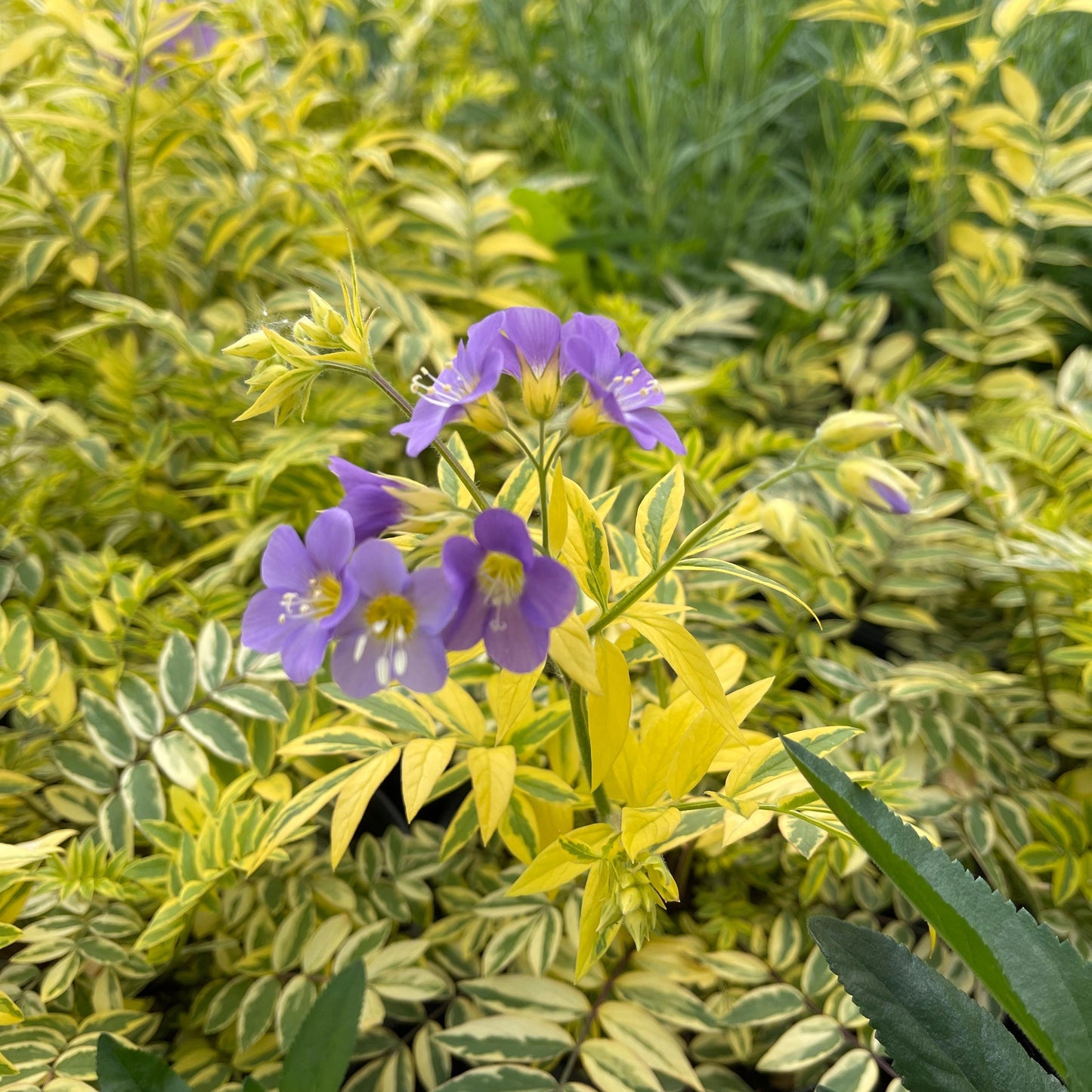 Polemonium boreale 'Golden Feathers'    Jacob's Ladder - Qt.