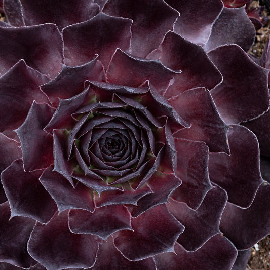 Sempervivum Supersemp® 'Onyx' - 6"  sold in flats of 6