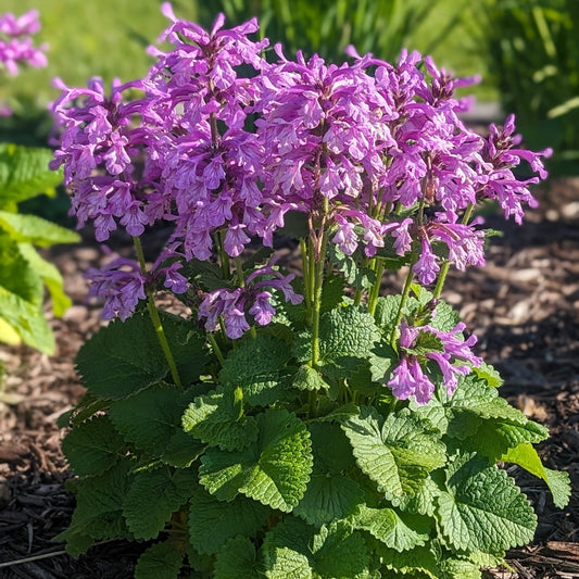 Stachys 'Punky Purple'