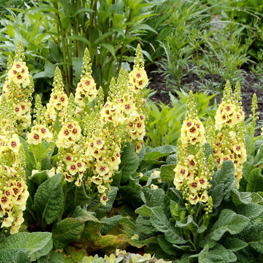 Verbascum 'Dark Eyes'  PP16986  - #1
