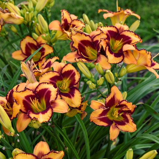 Hemerocallis Rainbow Rhythm™ 'Blazing Glory' PW® - #1