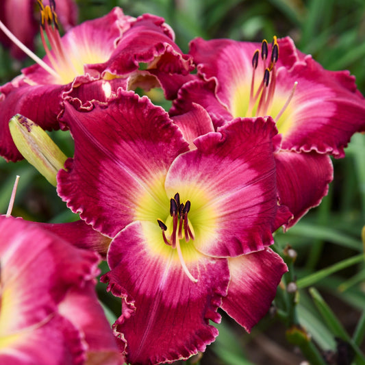 Hemerocallis Rainbow Rhythm™ 'Blood, Sweat, & Tears' PW® - #1