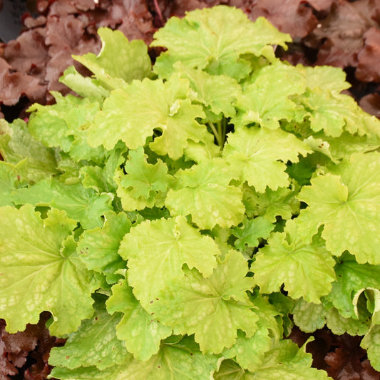 Heuchera Dressed Up® 'Ball Gown'  PW® Coral Bells - #1
