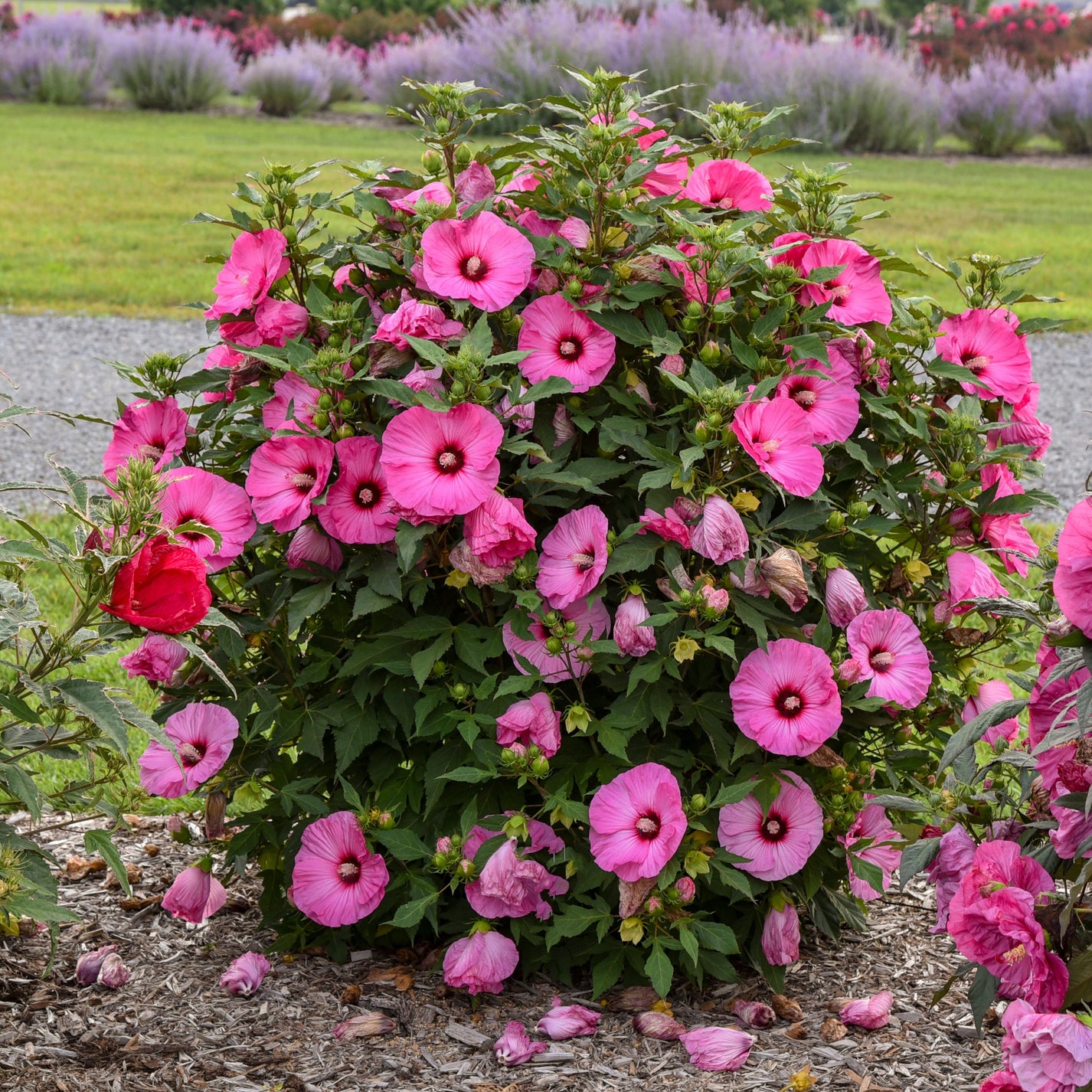 Hibiscus Summerific™ 'Candy Crush' PP32587 PW® 1 Evergreen Nursery