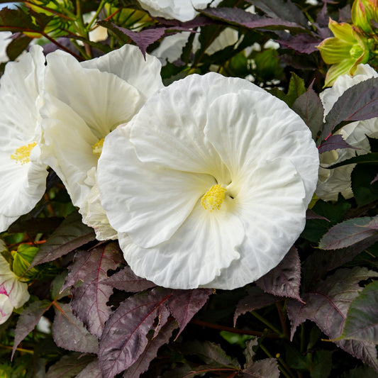 Hibiscus Summerific® 'Cookies and Cream'   PPAF   PW® - #1