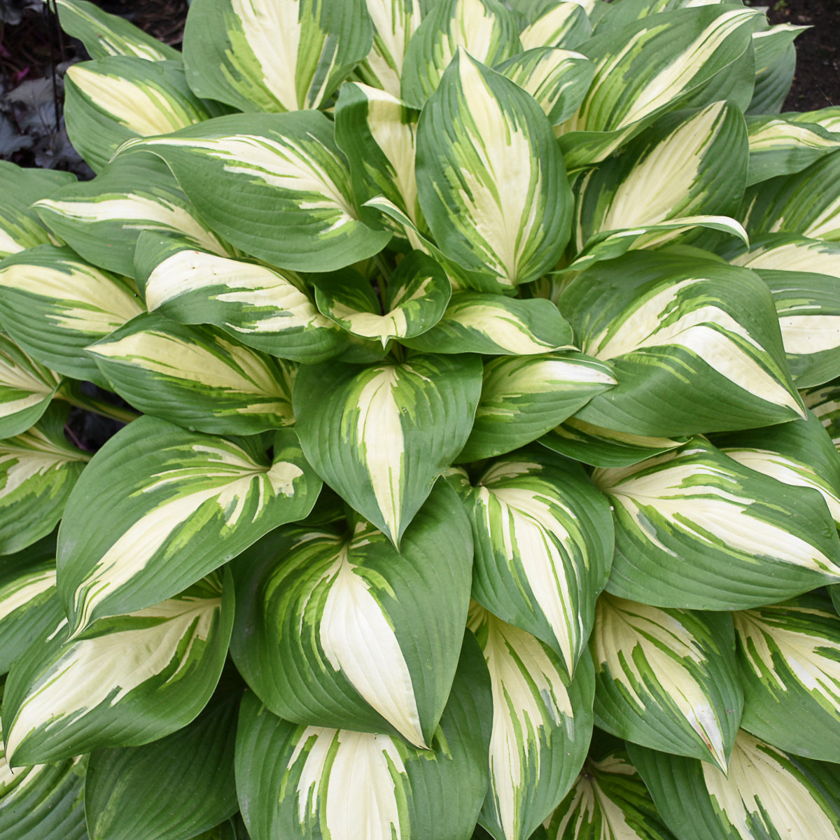 Hosta Shadowland® Series 'Miss America' PW® - #1