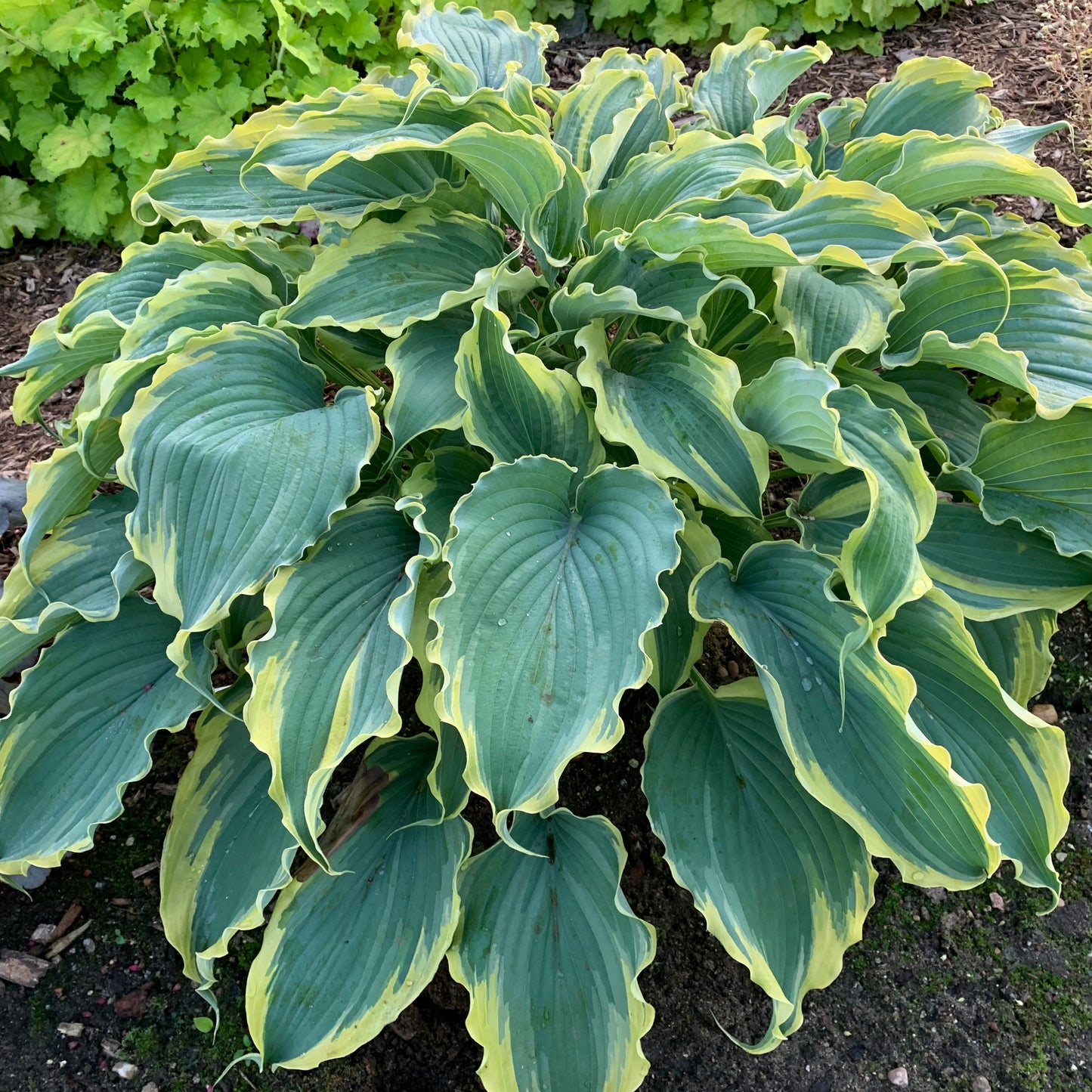 Hosta Shadowland® 'Voices in the Wind' PP33265 PW® - Qt.