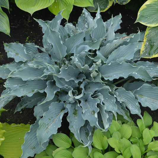 Hosta Shadowland® 'Waterslide' PP30303 PW® - Qt.
