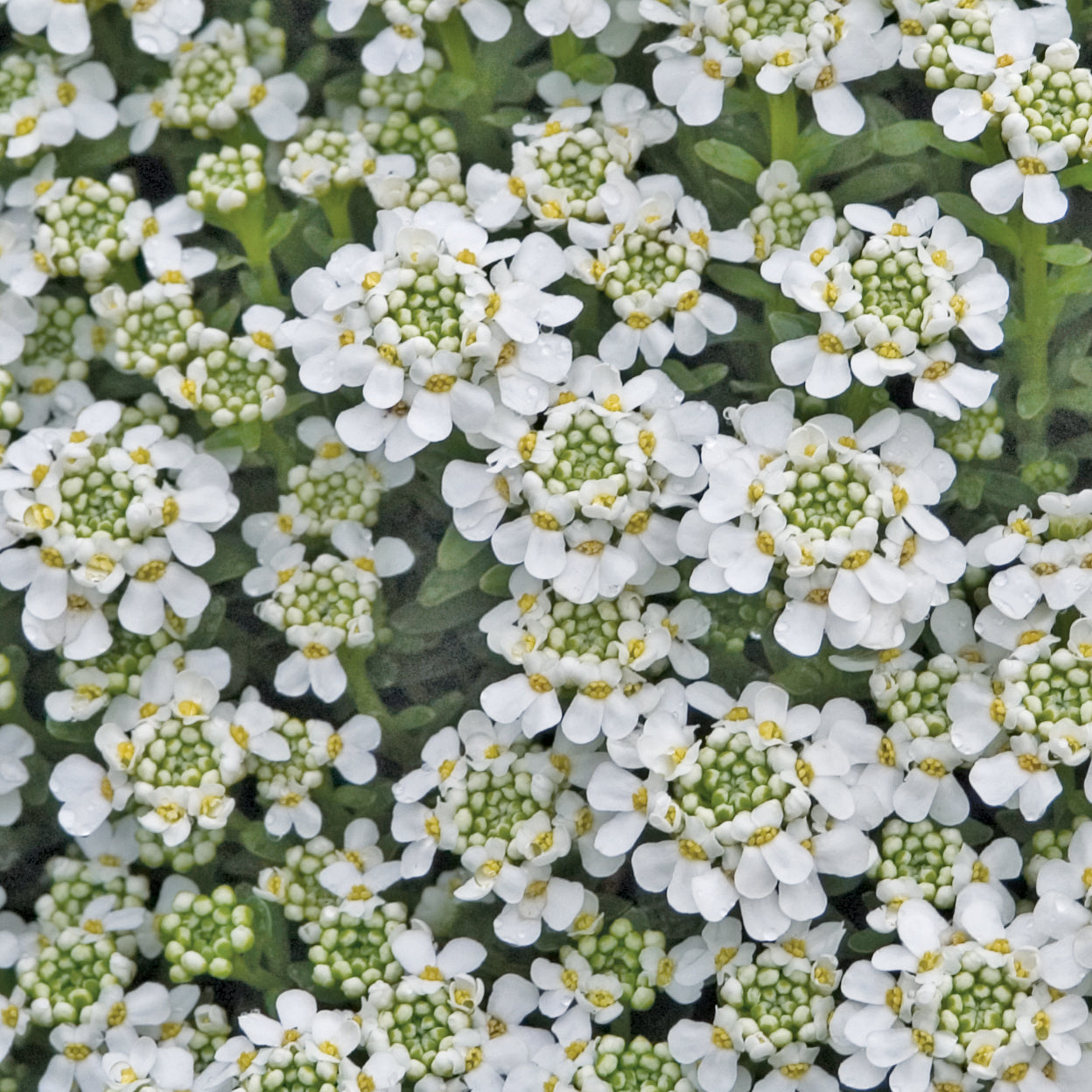 Iberis 'Snowflake'  Candytuft  - 4"R
