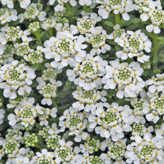 Iberis 'Snowflake'  Candytuft  - 4"R
