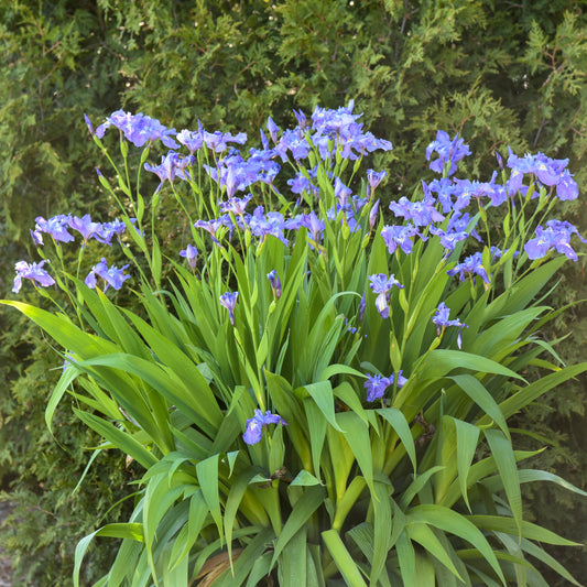 Iris ampliflora 'Ming Treasure' - #1