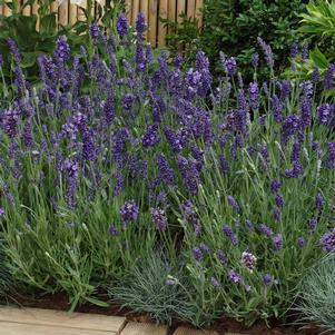 Lavandula 'Ellagance Purple' Lavender - Qt.