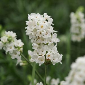 Lavandula 'Ellagance Snow'  Lavender - Qt.