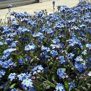 Myosotis sylvatica 'Bluesylva' Forget-Me-Not - Qt.
