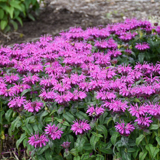 Monarda 'Leading Lady Plum' PP26447 PW®