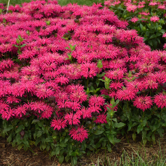 Monarda 'Leading Lady Razzberry'  PP34130 PW®