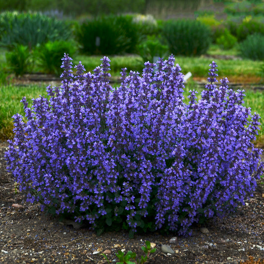 Nepeta f. 'Cat's Pajamas' PW® - Qt.