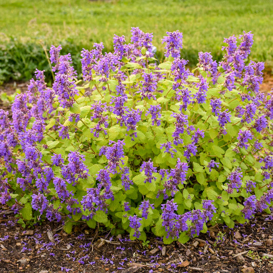 Nepeta 'Chartreuse on the Loose' PPAF Catmint - #1