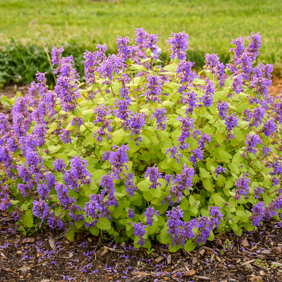 Nepeta 'Chartreuse on the Loose' PPAF Catmint 1 Evergreen Nursery